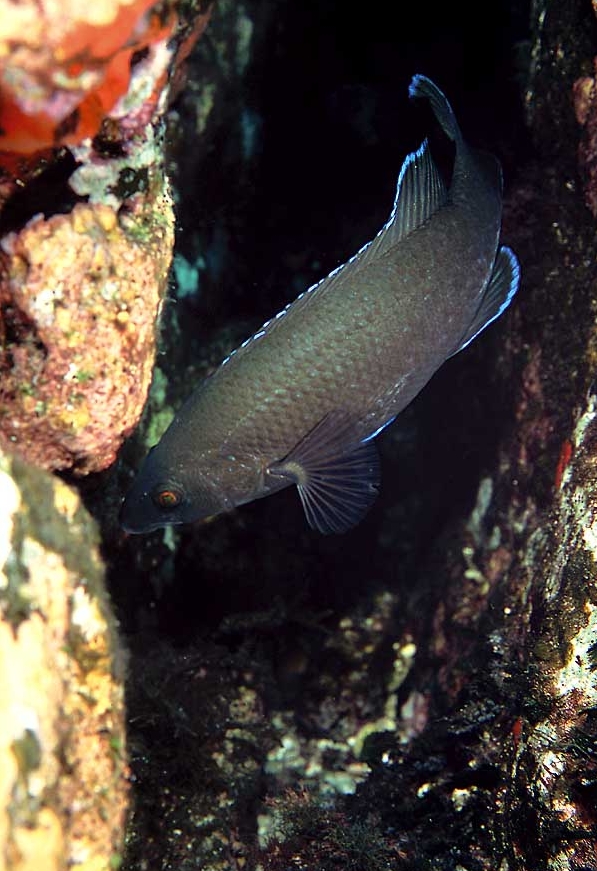 Labrus merula (Tordo nero)